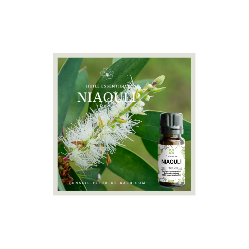 Niaouli - Huile essentielle biologique – Les Âmes Fleurs