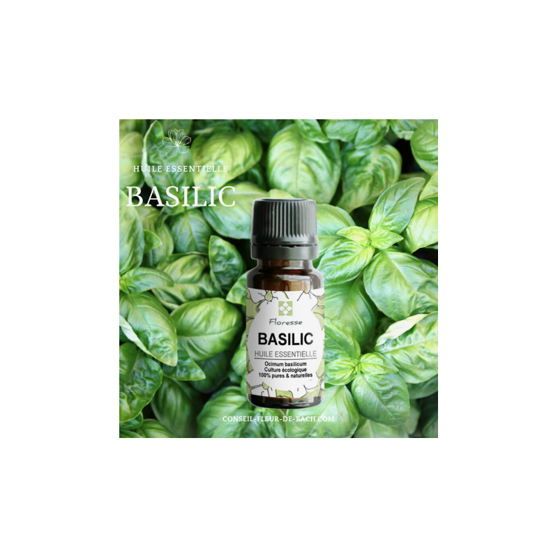 Huile Essentielle de Basilic -100% Pure, Naturelle, Intégrale.