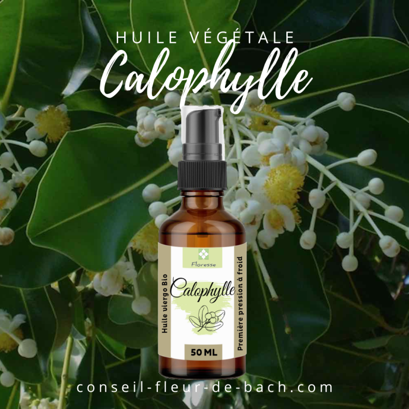 Huile Végétale de Calophylle BIO ( TAMANU)