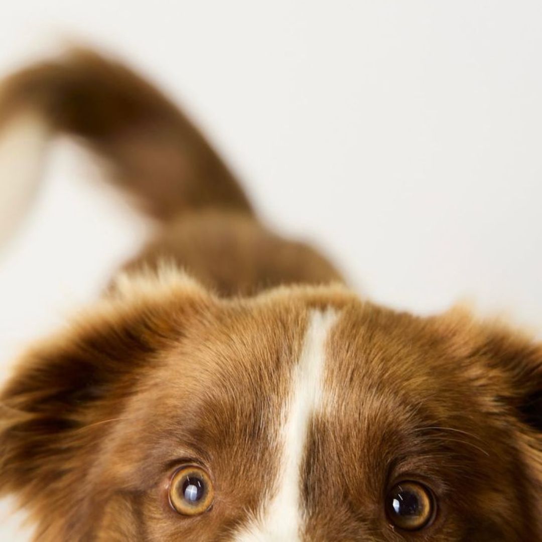 Pourquoi mon animal devient-il agressif ? Comprendre les causes émotionnelles