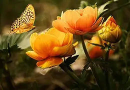 ETUDE CLINIQUE SUR LES FLEURS DE BACH- Blog d'Angélique