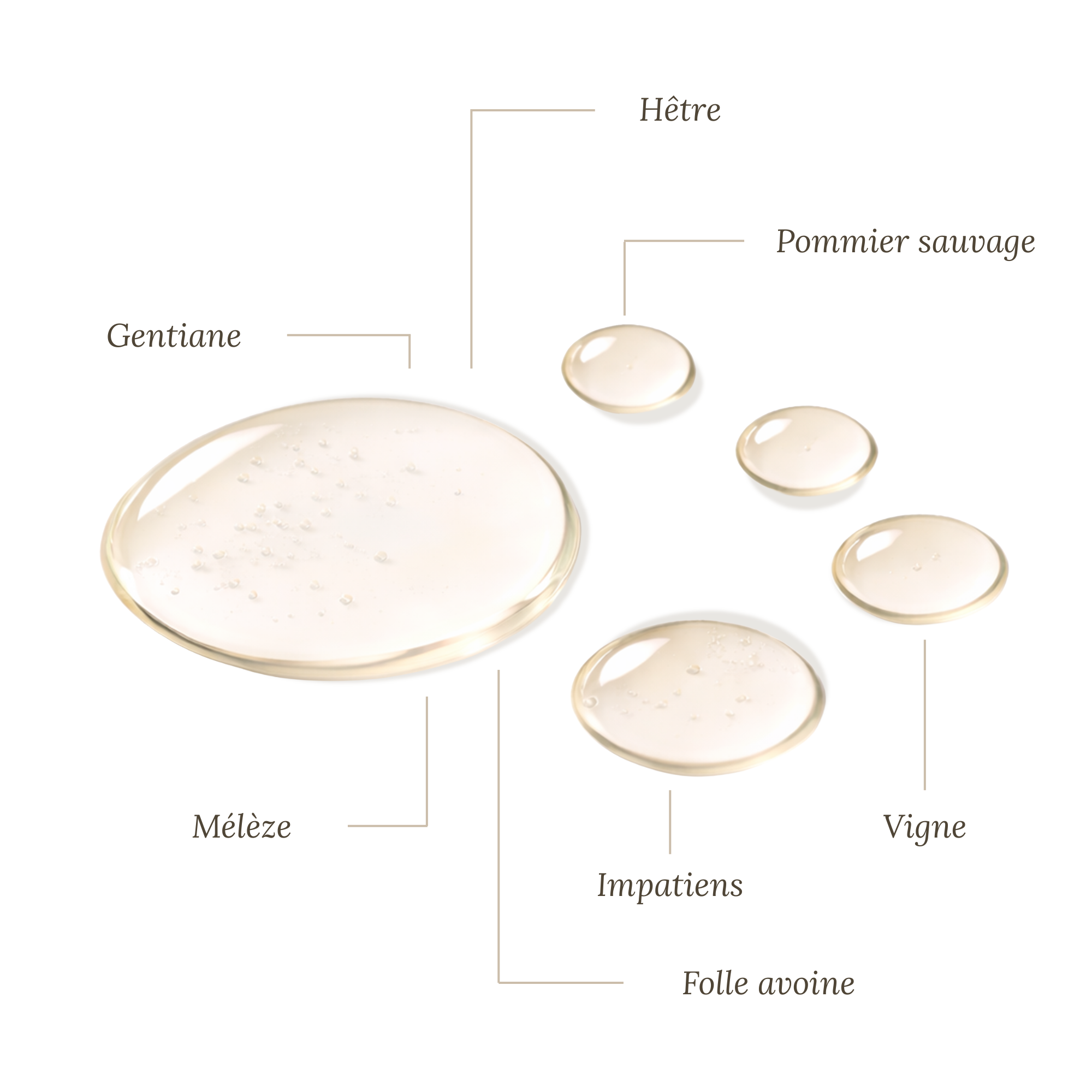 Fleurs de Bach Adolescent Prêt à l'emploi