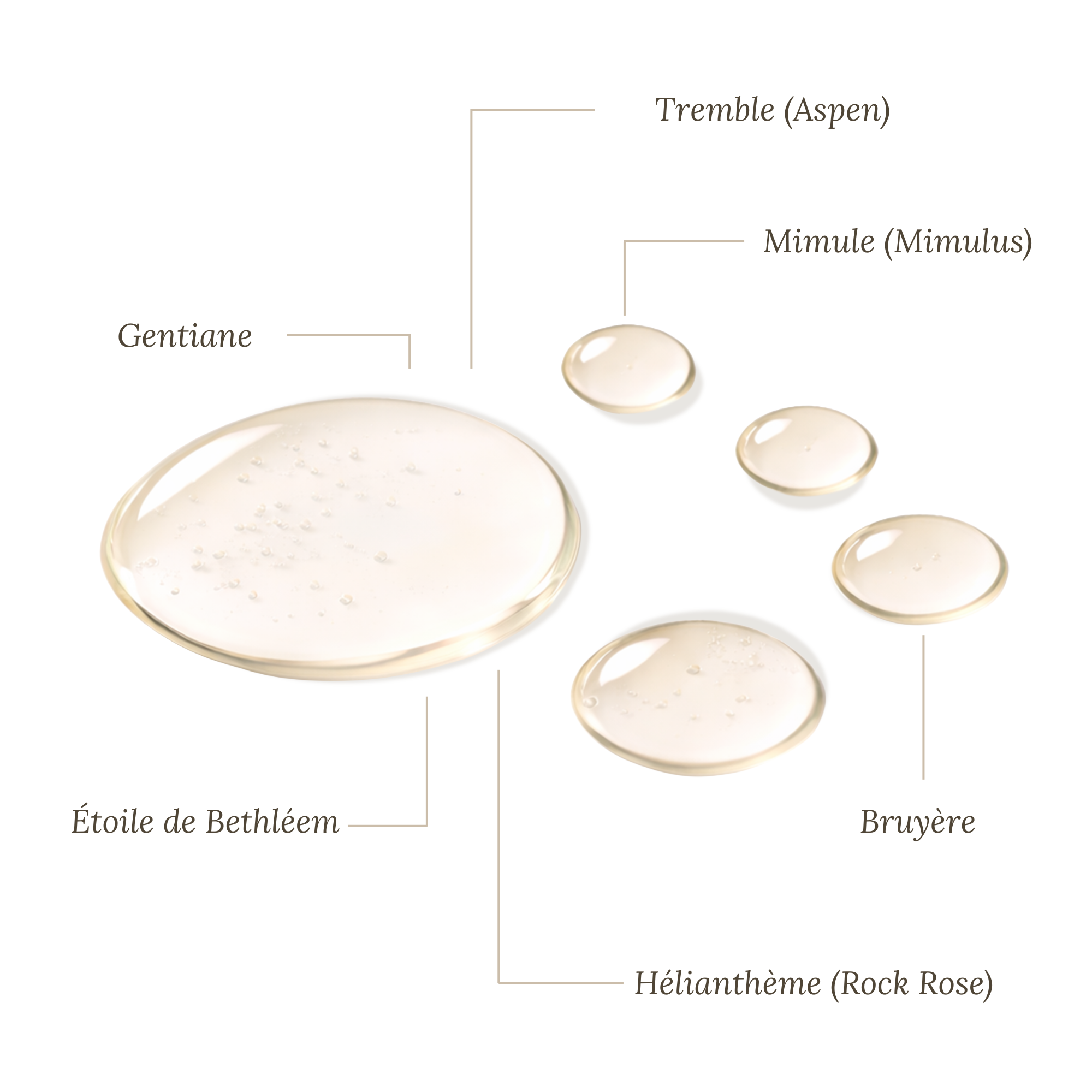 Remedios florales de Bach para animales tímidos