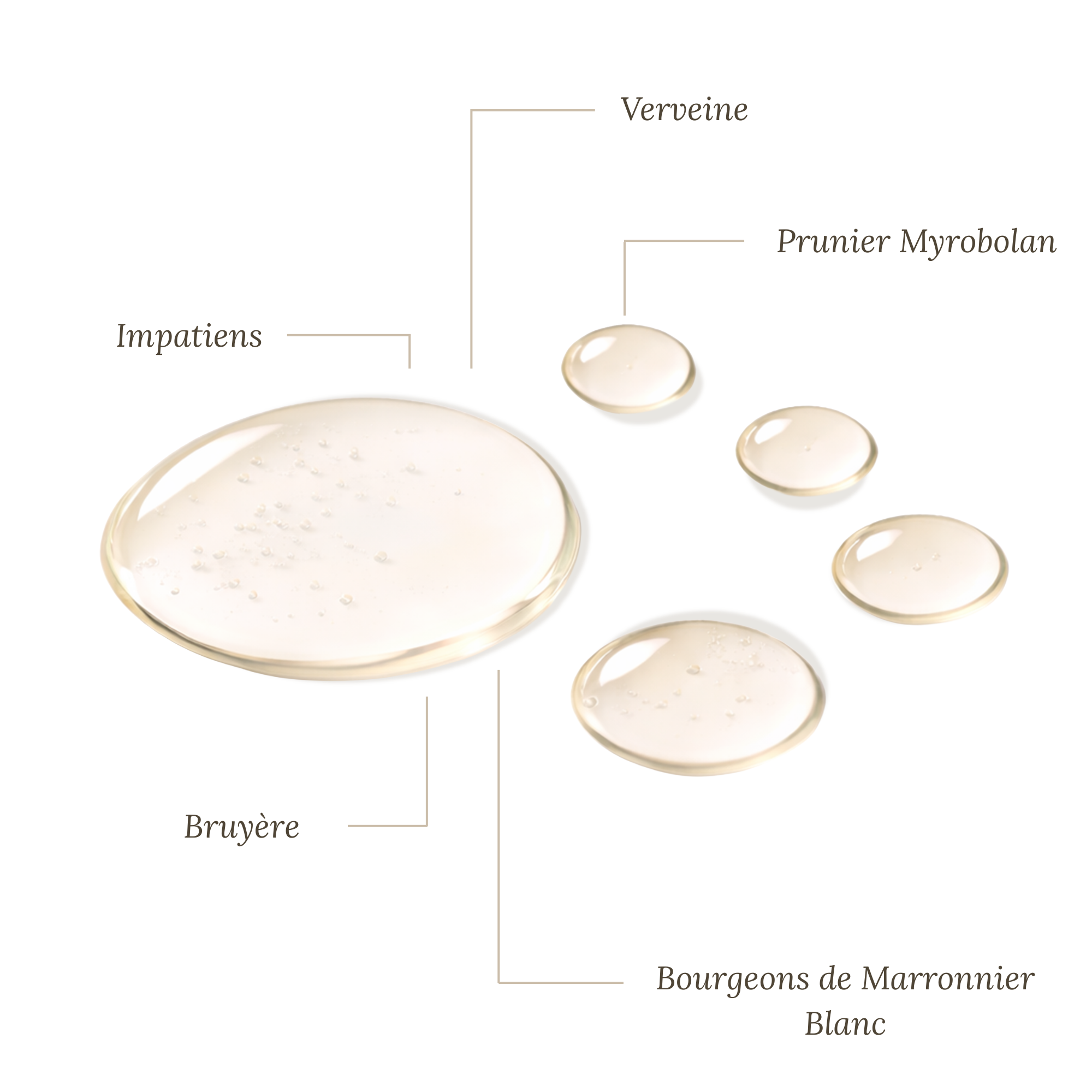 Fleurs de Bach Animaux Hyperactifs