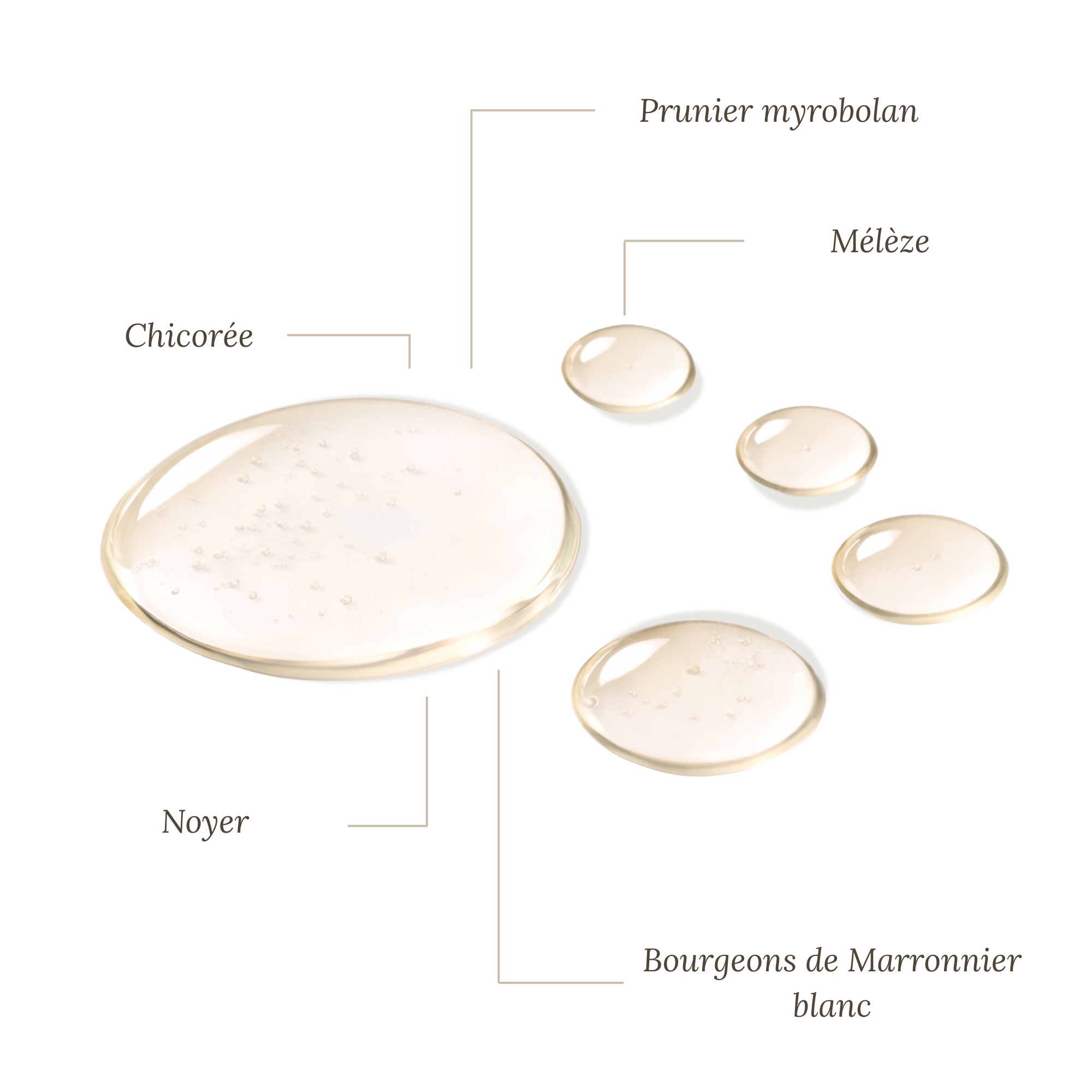 Fleurs de Bach Animaux et Propreté