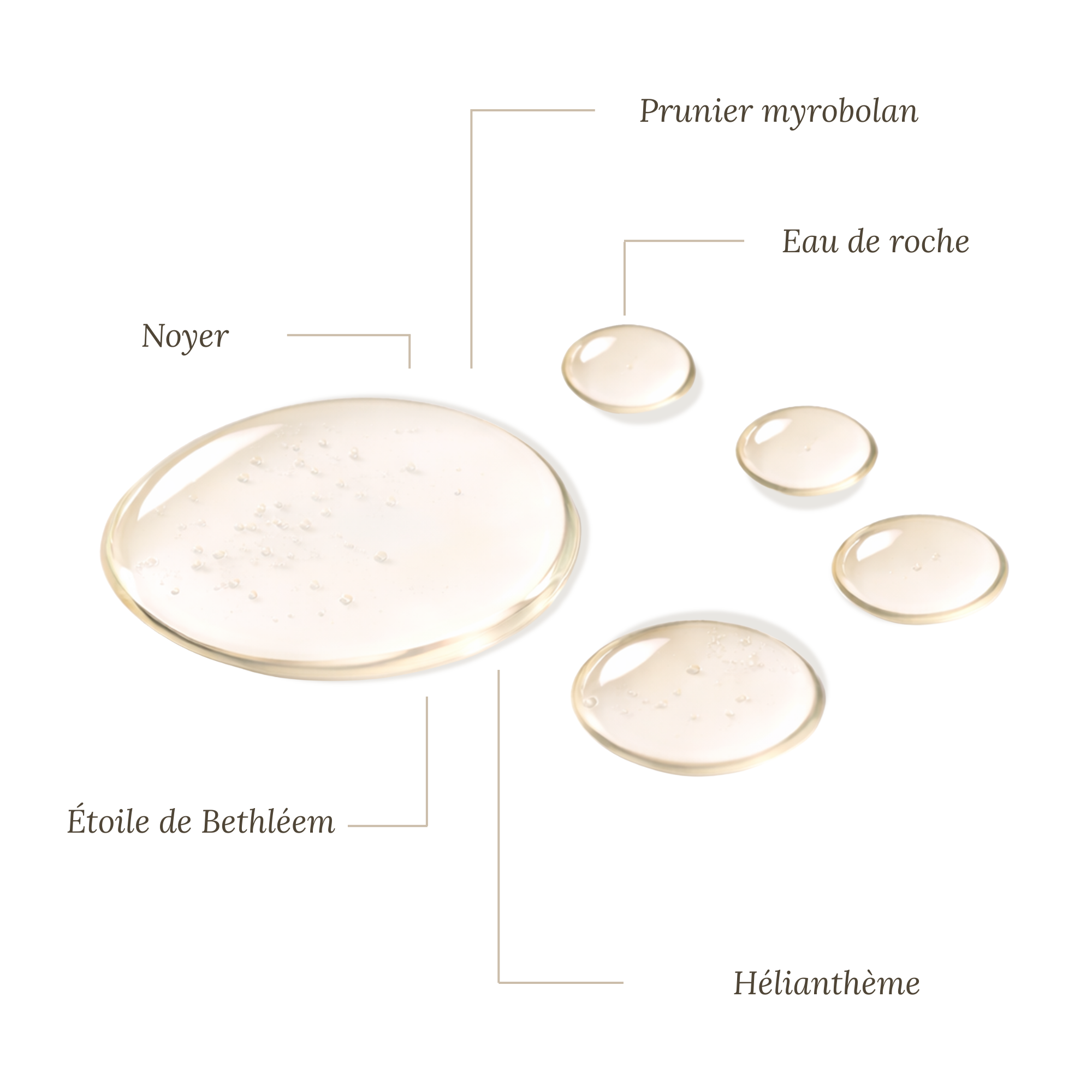 Fleurs de Bach Chat Stressé Sans Alcool