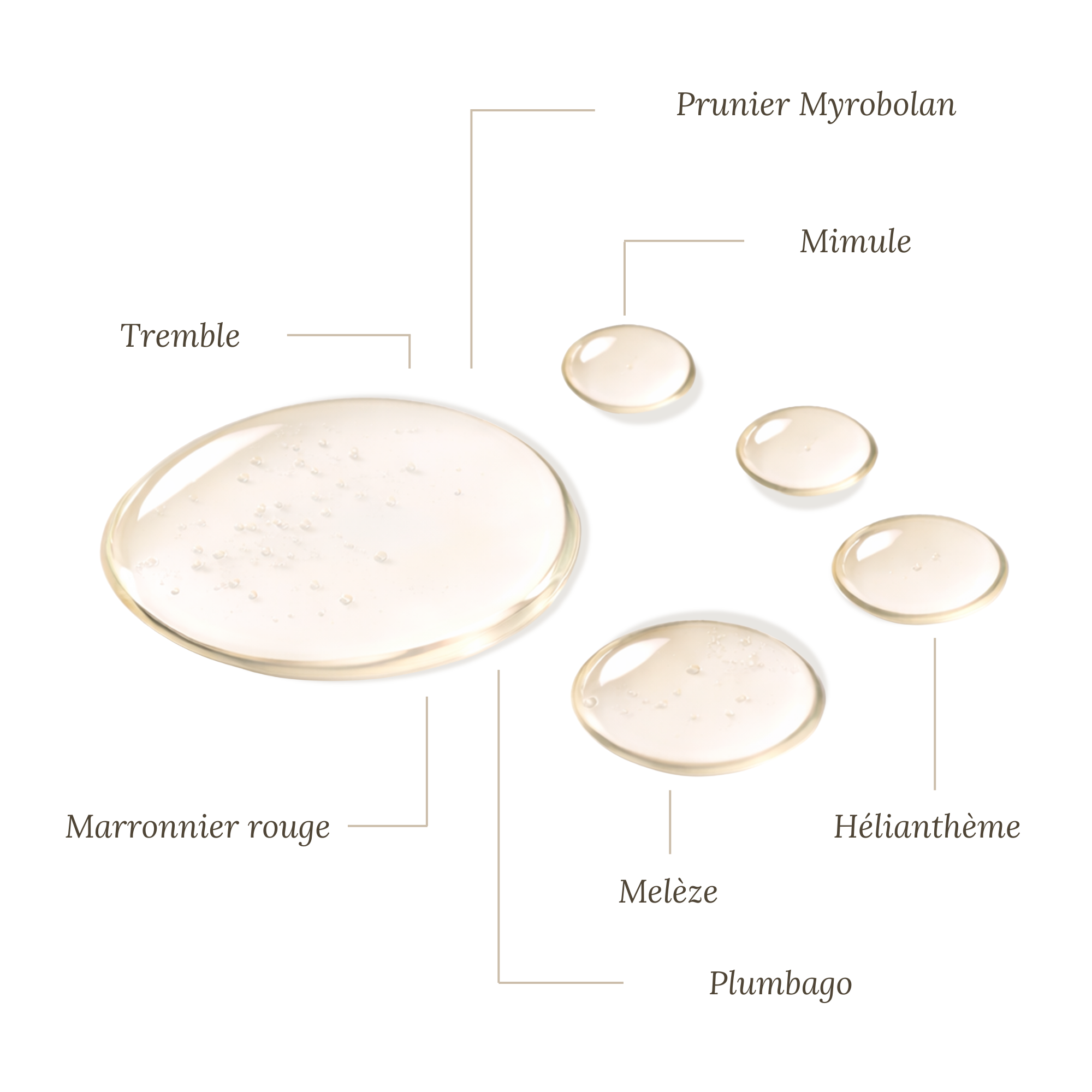 Fleurs de Bach Enfant et Anxieté