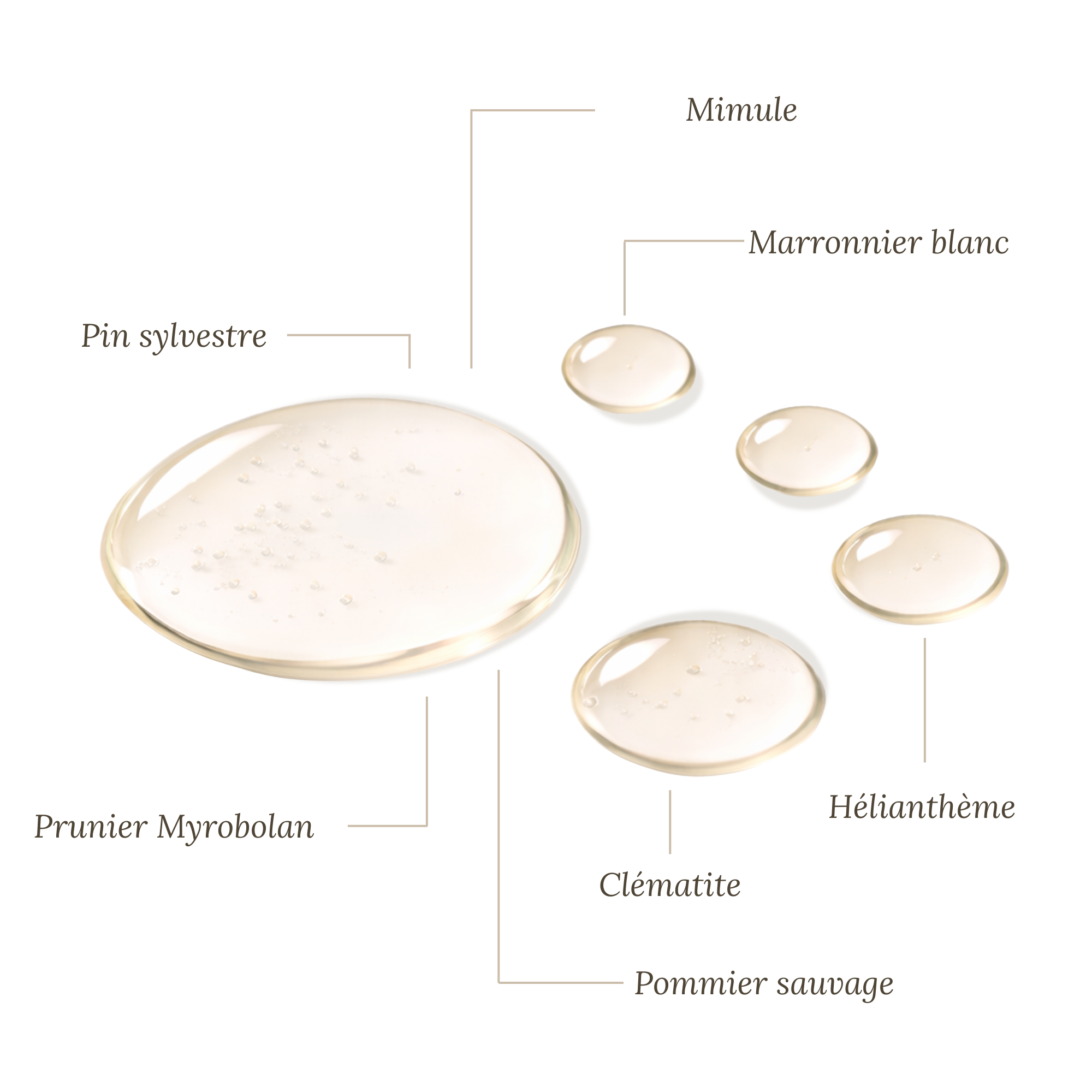 Fleurs de Bach Énurésie (pipi au lit) 30 ML