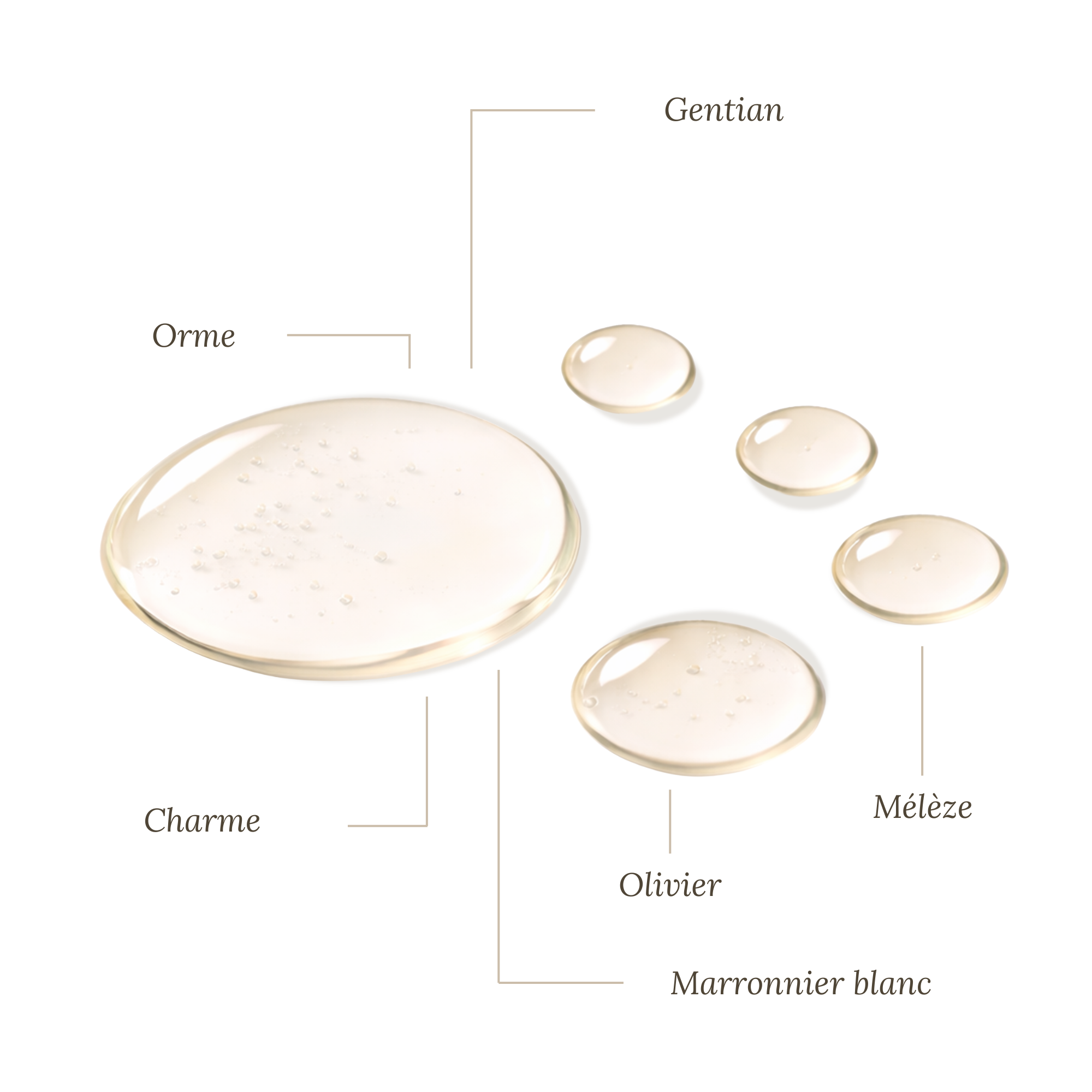 Fleurs de Bach Examens