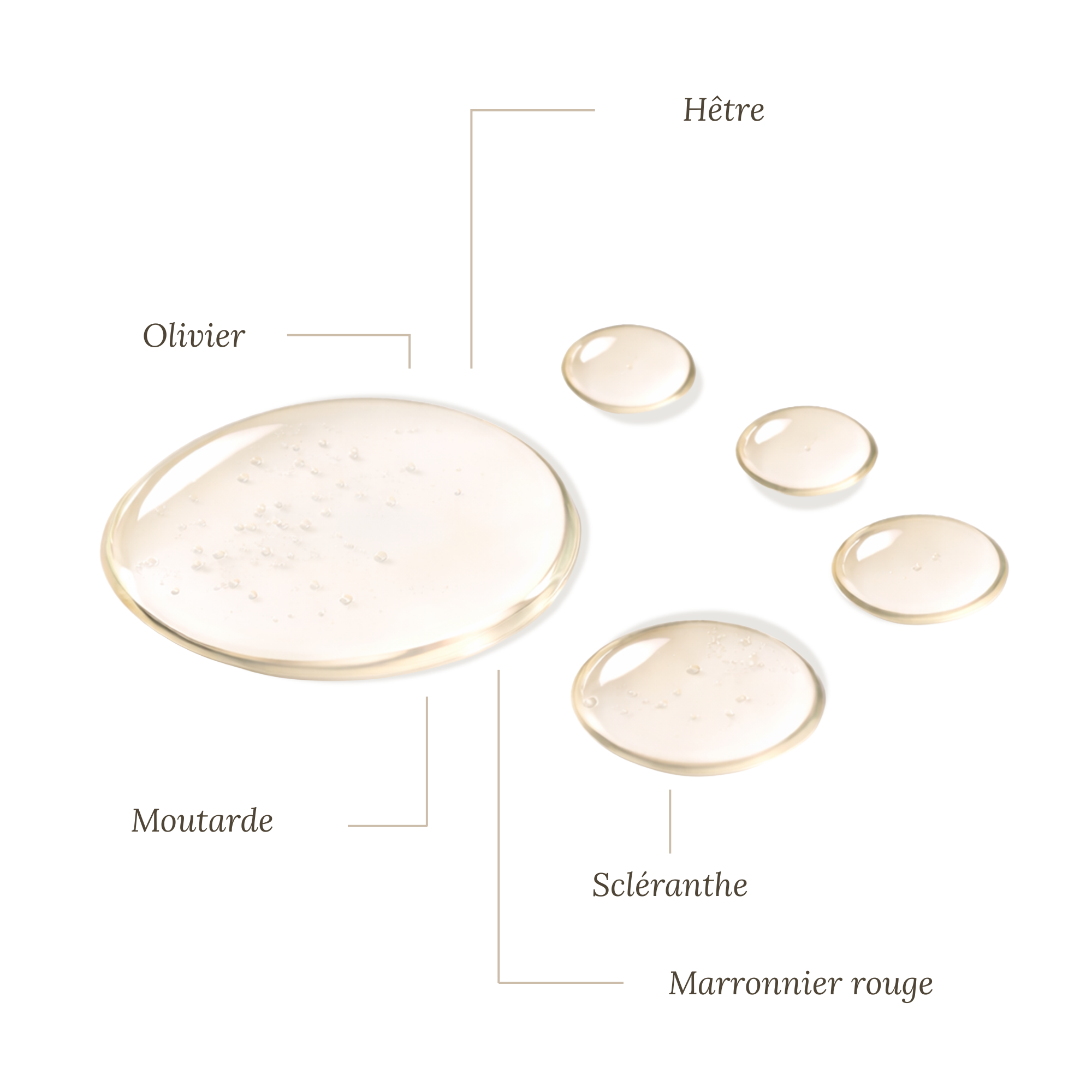 Fleurs de Bach Grossesse épanouie Sans Alcool