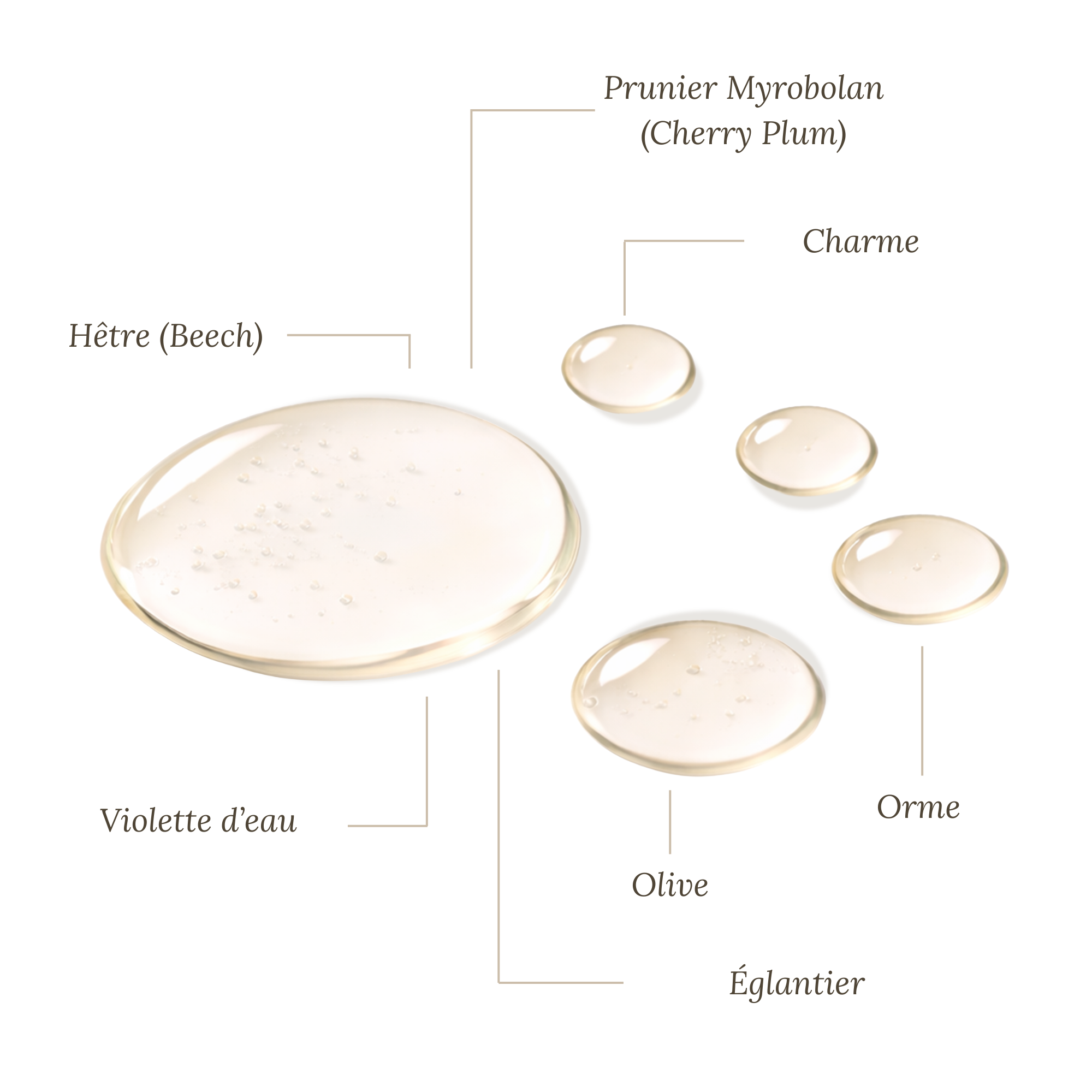 Fleurs de Bach Libido