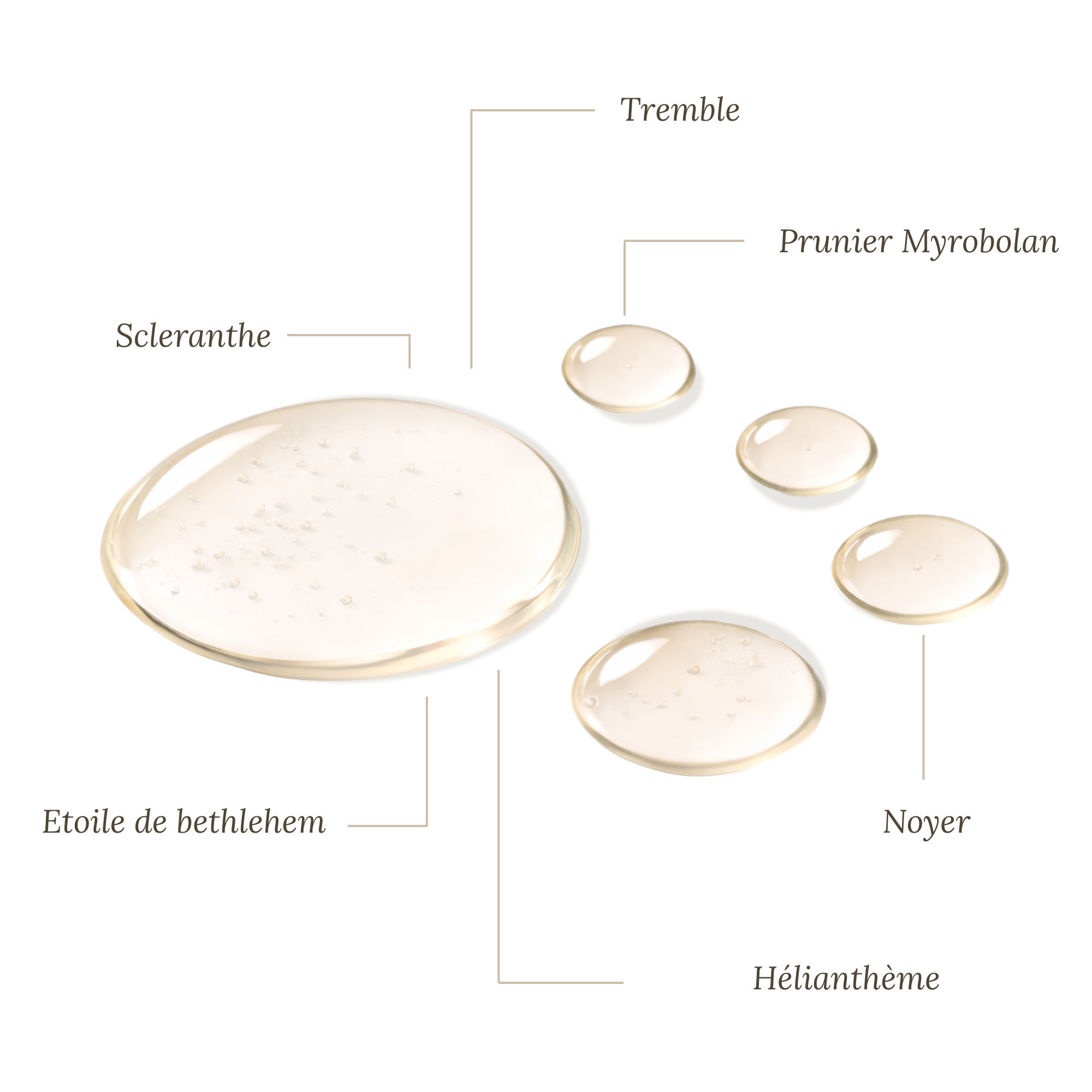 Fleurs de Bach Mal des transports chez l'animal - Sans alcool