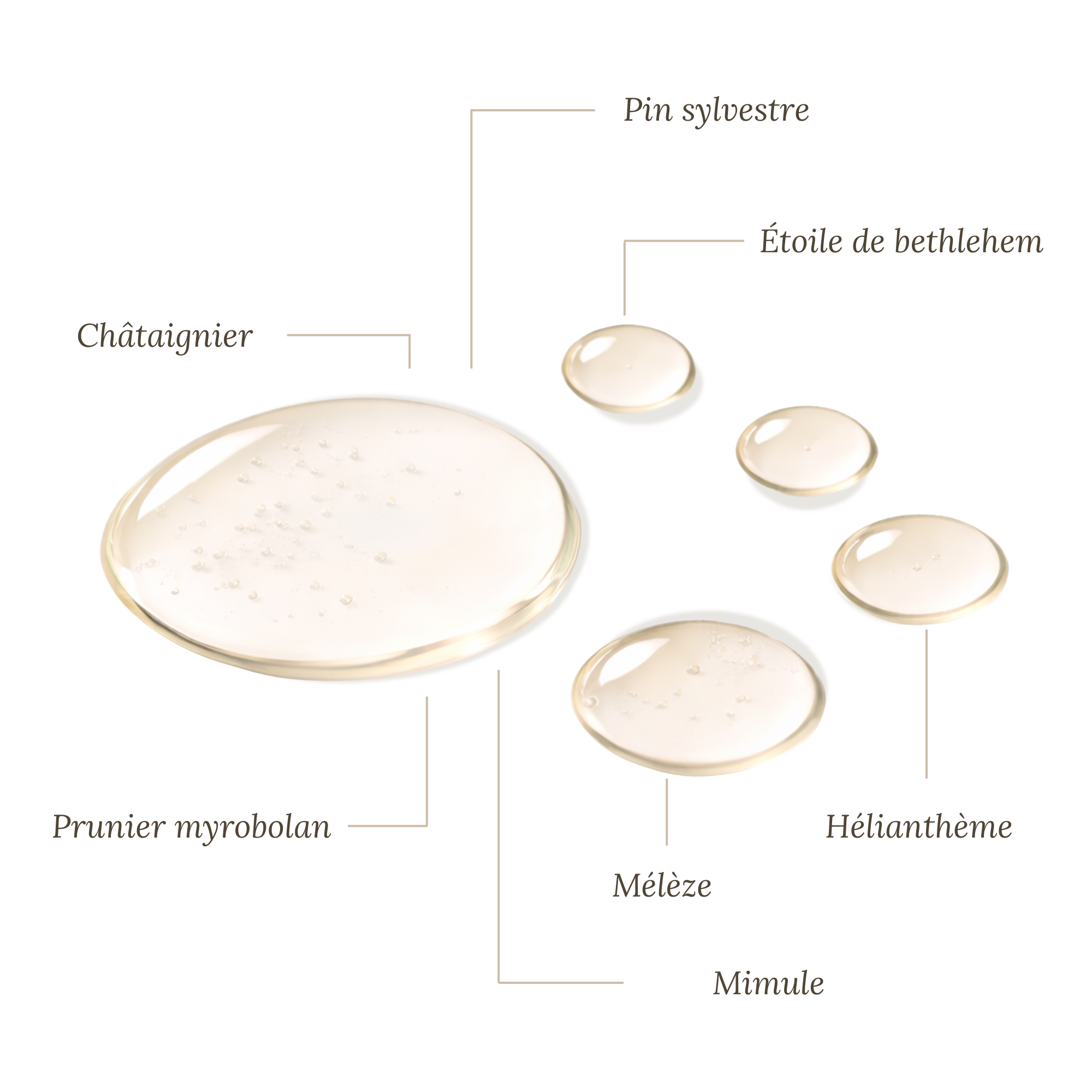 Fleurs de Bach Phobies Scolaires - 30ml