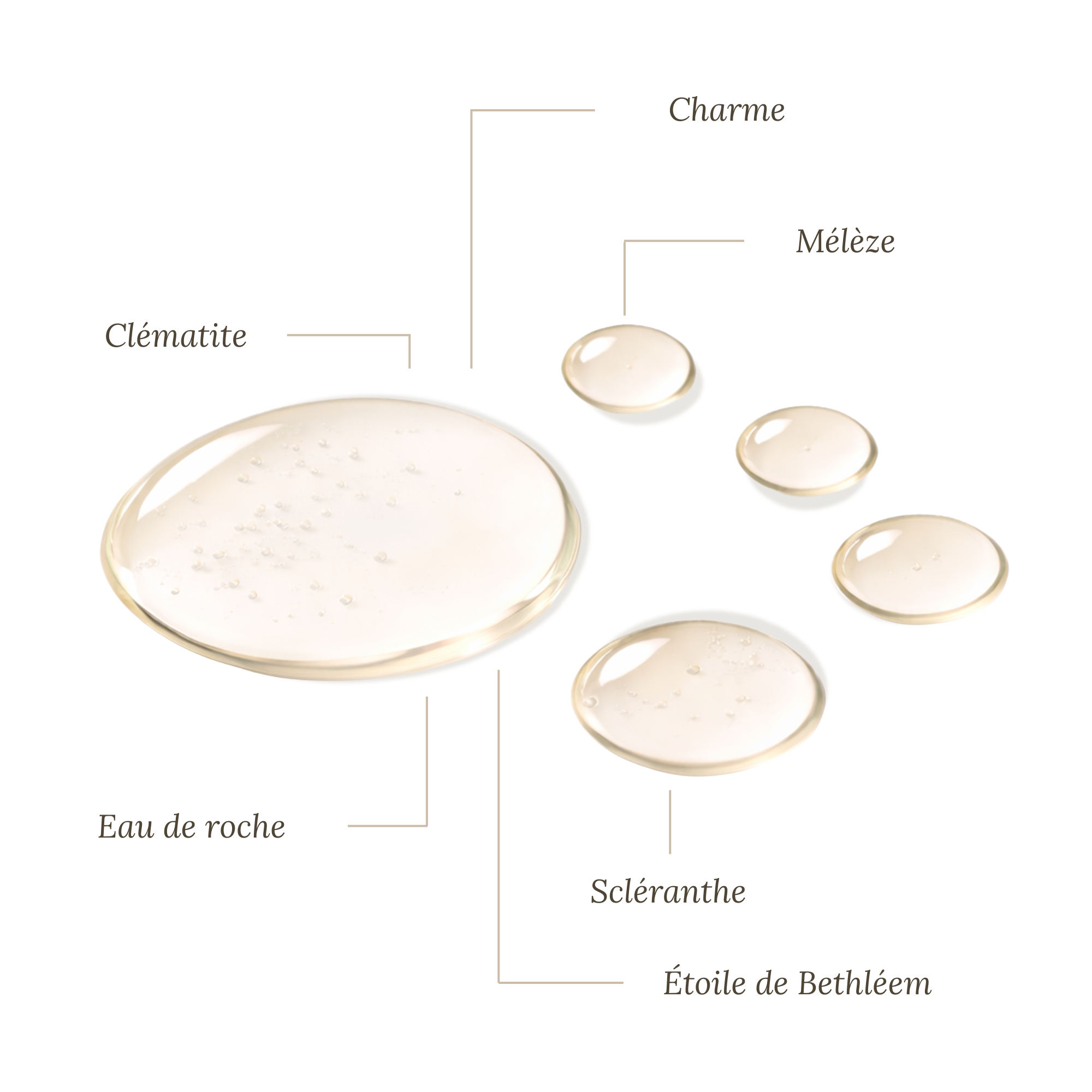 Fleurs de Bach Timidité Avec Alcool