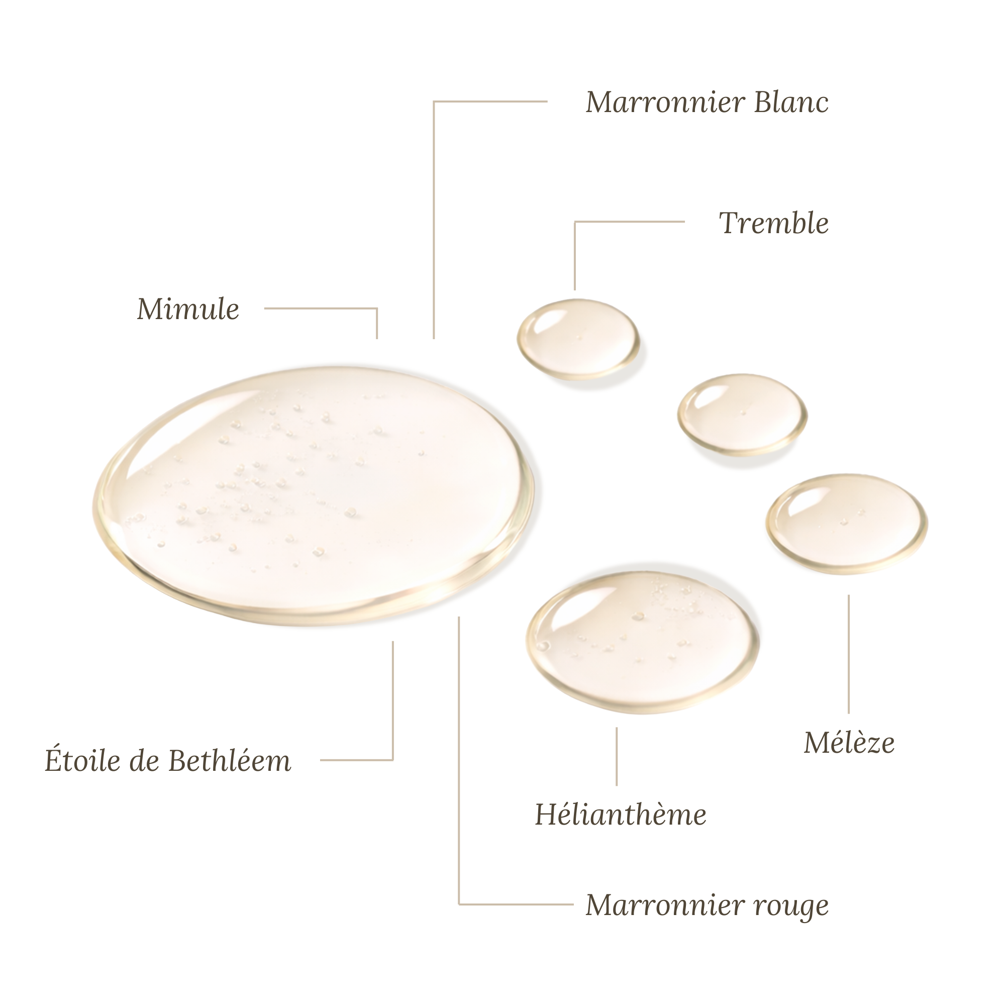 Fleurs de Bach Adolescent Prêt à l'emploi