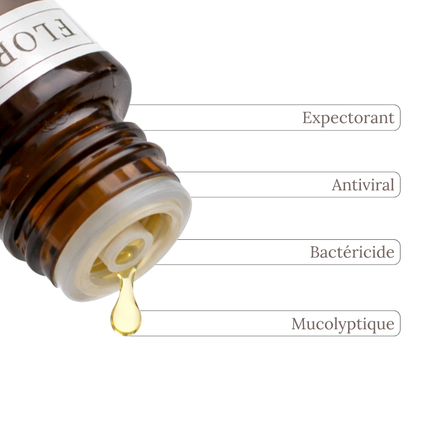 Huile essentielle EUCALYPTUS RADIE