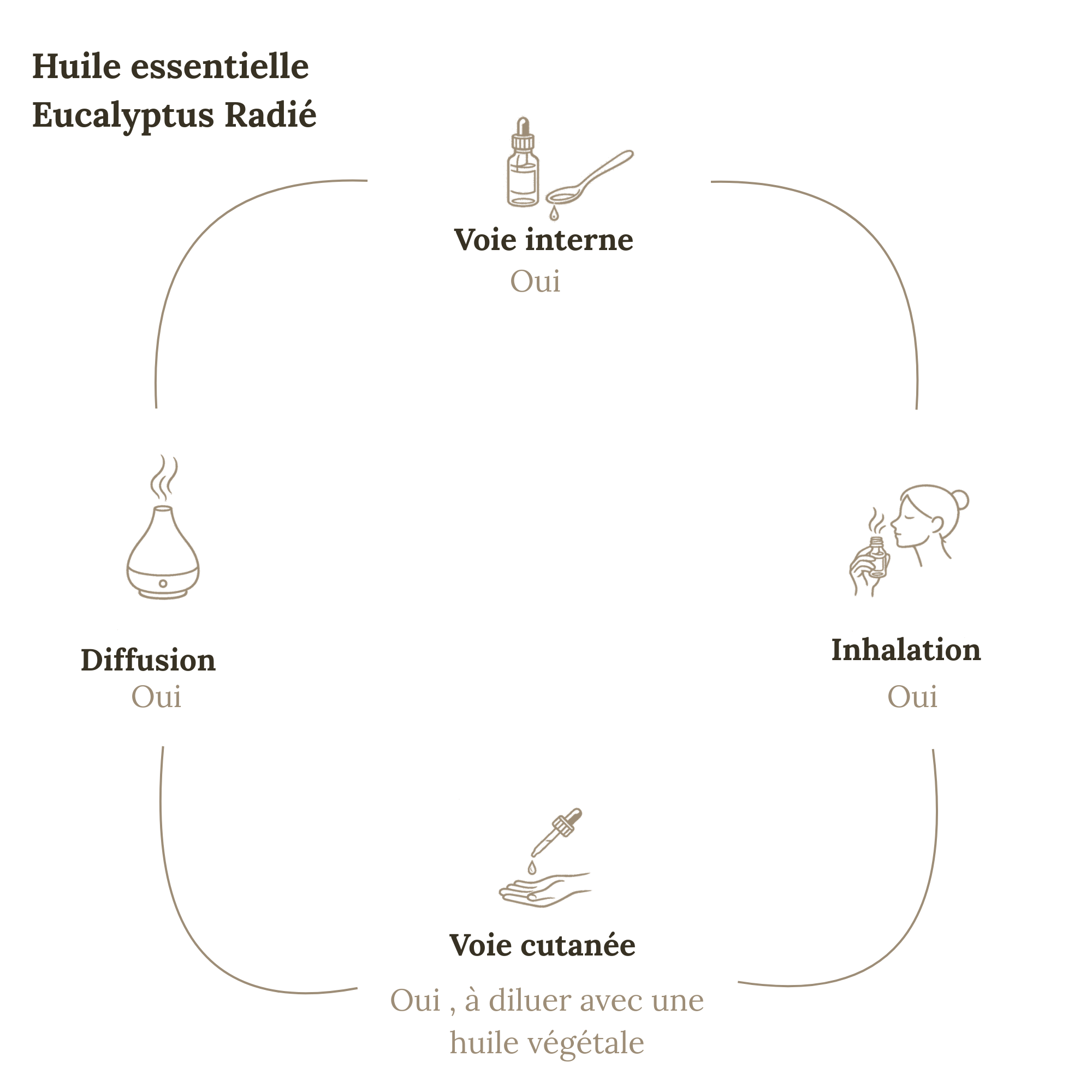 Huile essentielle EUCALYPTUS RADIE