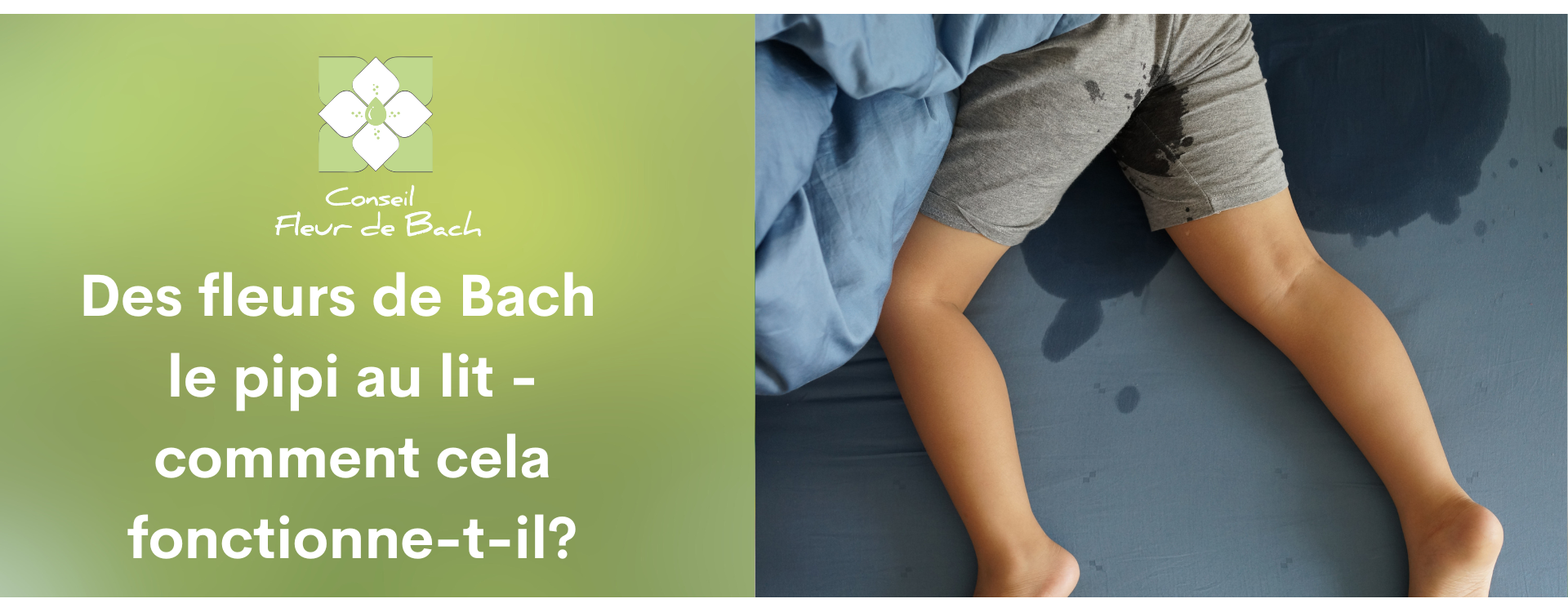 Fleurs de Bach - Elixir Naturel pour Gestion de l'Énurésie chez l'Enfant –  Azur Fleurs de Bach