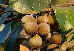 TRIPHALA - PLANTE AYURVEDIQUE - Blog d'Angélique