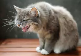 Agressivité des Animaux :Causes et solutions avec les Fleurs de Bach