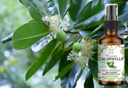 L'huile végétale de calophylle - Révolutionnez votre routine beauté