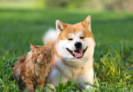 Apaiser l'anxiété chez les chiens et les chats : Des méthodes naturelles pour les aider à se détendre - Blog d'Angélique
