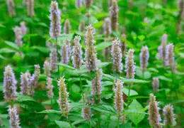 L’huile essentielle de Patchouli Magique - Blog d' Angélique